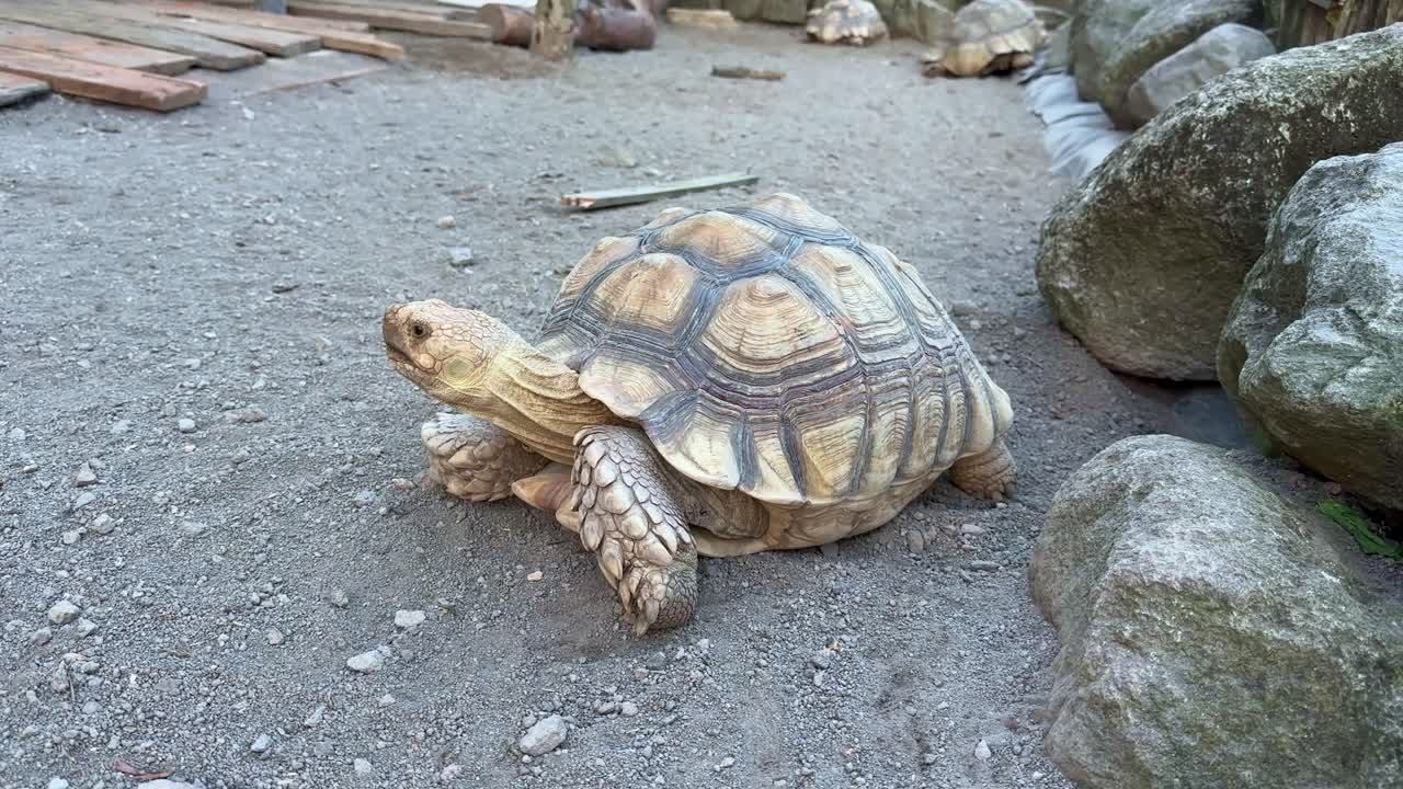 sulcata turtle on the sand