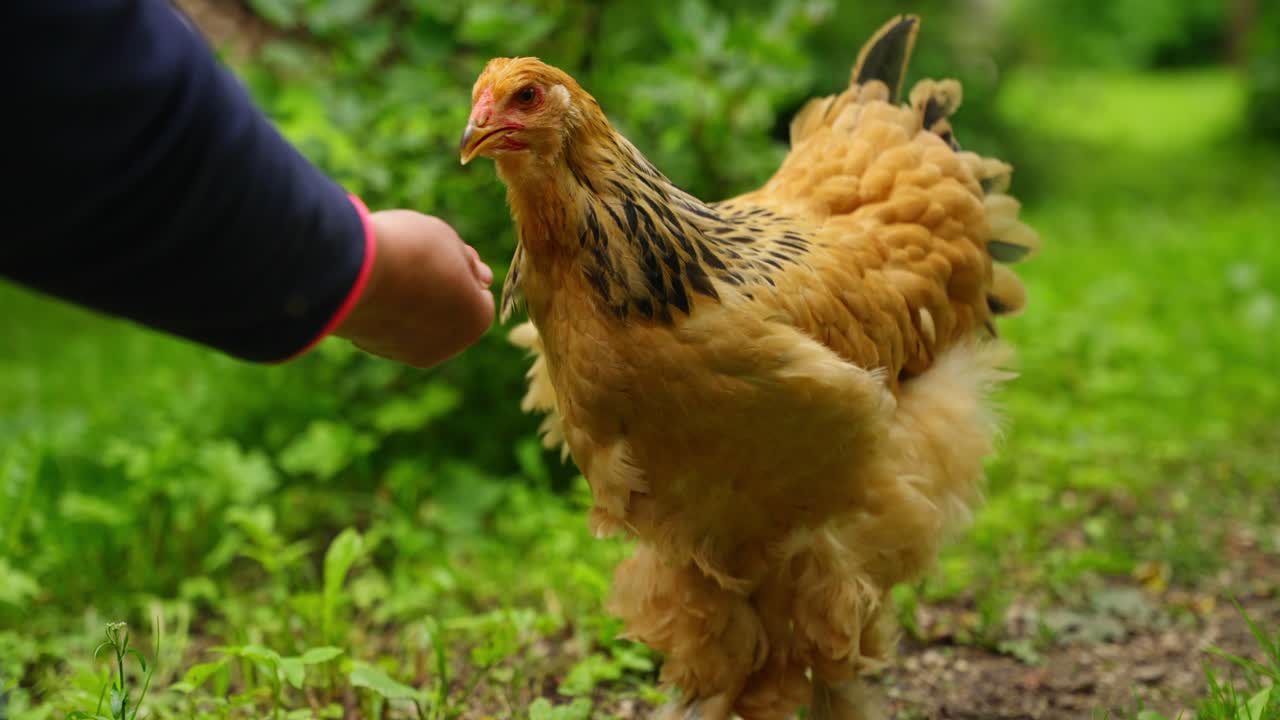 Brahma chicken walking on green grass with person nearby during daytime on rural farm feeding from hand