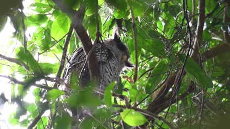 looking over its shoulder then looks down as seen under the canopy of a rainforest