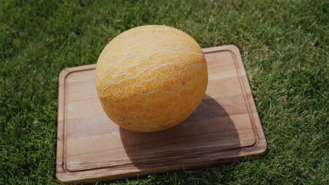 ripe melon lies on a cutting board on the lawn. outdoor picnic