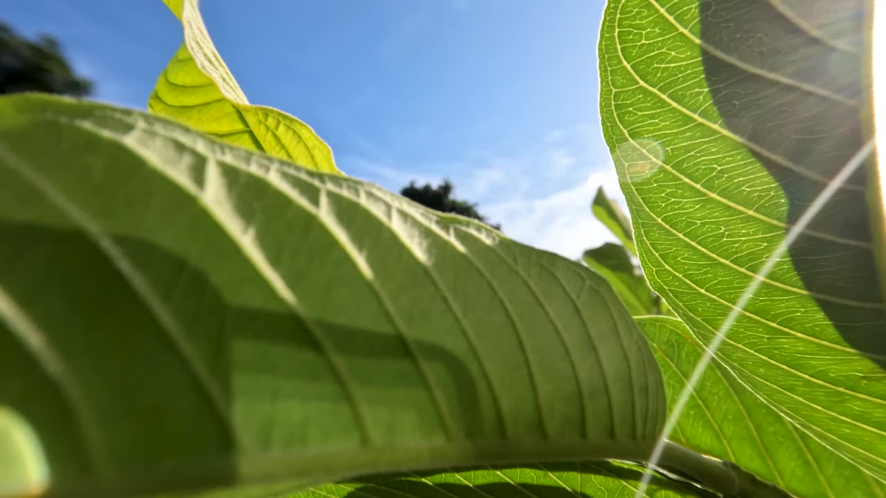 하고 단단한 잎 프레임 을 가진 초록색 잎 을 가진 구아바 과일 식물