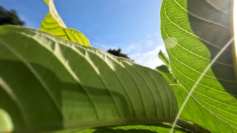 planta de fruta de guayaba que tiene hojas verdes con un marco de hojas rígido y duro