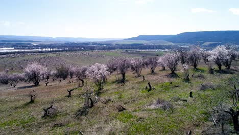 spring blooming orchard with mountain view