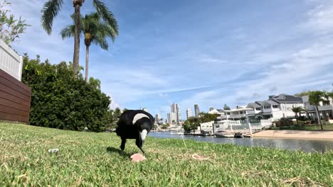 magpie searches for food in a grassy area.