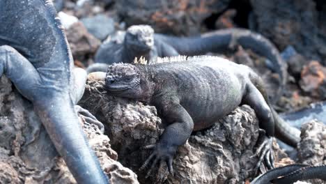 iguana marina en las rocas en isla isabela - islas galápagos, ecuador