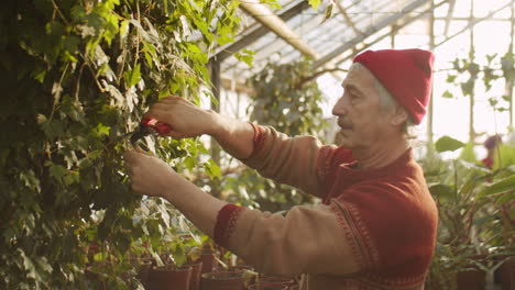 senior man pruning plant in flower greenhouse