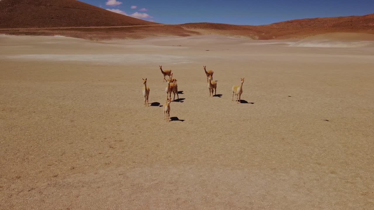 A small group of vicunas calmly moves across the wide plains of the Atacama Desert, captured by drone. Snow-covered Andes mountains and a volcanic backdrop add depth to the scene.