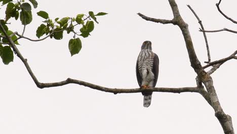 Crested-Goshawk,-Accipiter-Trivirgatus,-Thront-Auf-Einem-Ast-Eines-Hohen-Baums-Und-Schaut-Sich-In-Zeitlupe-Im-Dschungel-Des-Kaeng-Krachan-Nationalparks-In-Thailand-Nach-Nahrung-Um