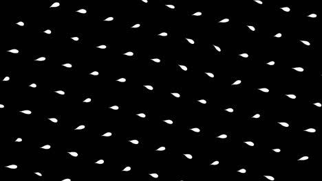 abstract white flower leaves flowing isolated on black background, seamless loop. animation. rows of small petals moving and rotating, monochrome