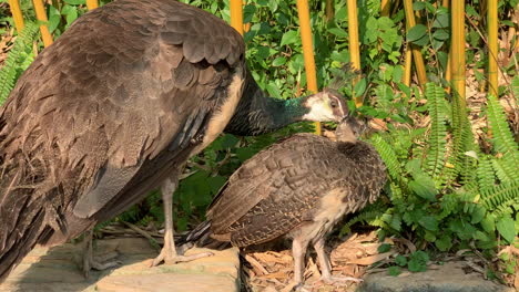 peakcock-with-her-baby-peackcock