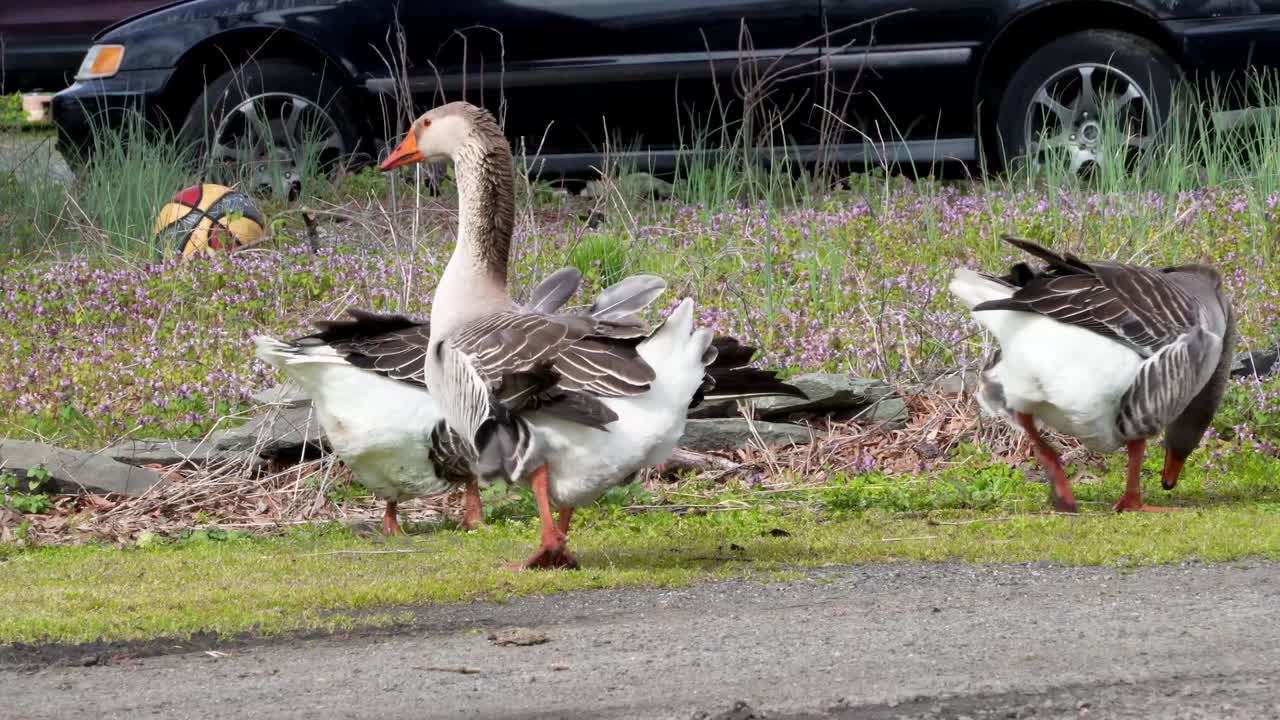 Medium shot of geese pecking at ground with car in background. Farm setting.