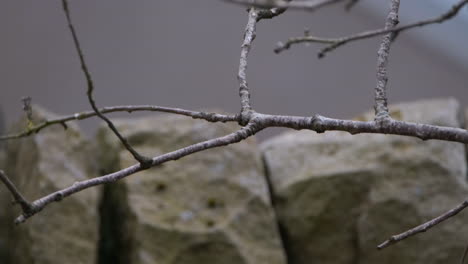 great tit, on a branch in an english garden