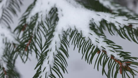 frozen branches