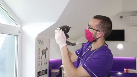 veterinarian examining a kitten