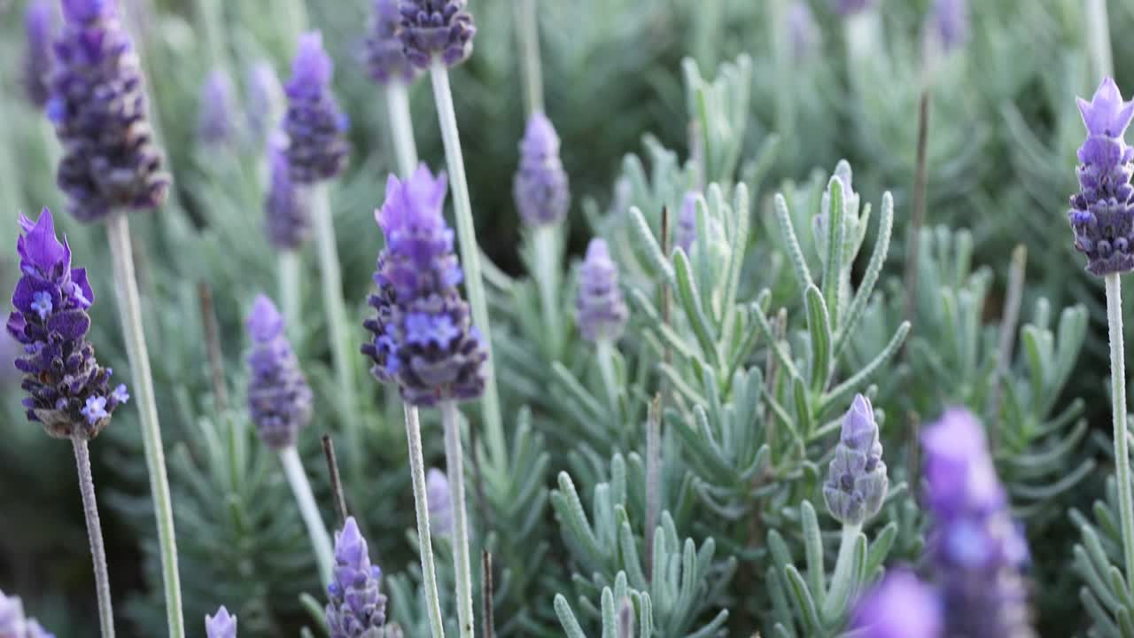 라벤더 꽃이 부드럽게 바람에 흔들리고
