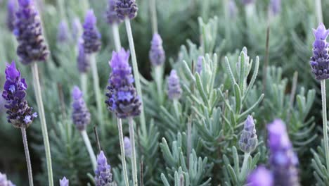 las flores de lavanda se balancean suavemente en la brisa