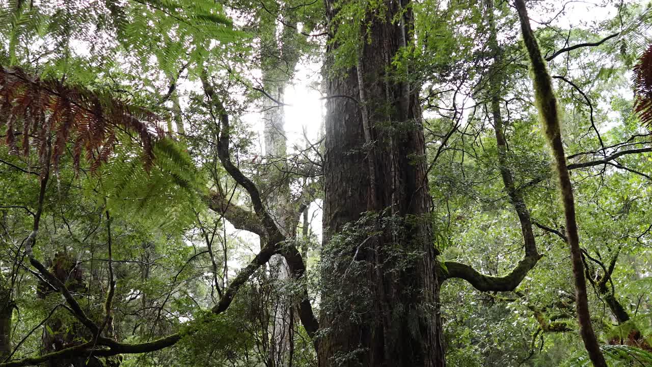 un paisaje de bosque exuberante con árboles altísimos