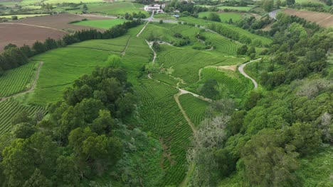 Aerial-view-of-Gorreana-tea-plantation-on-lush-hillsides-of-São-Miguel,-Azores