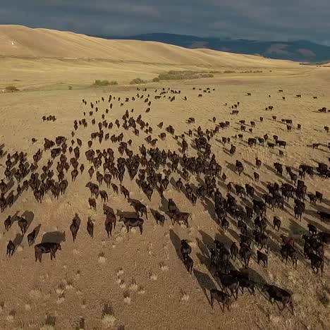 Amazing-vista-aérea-over-a-western-cattle-drive-on-the-plains-of-Montana-5