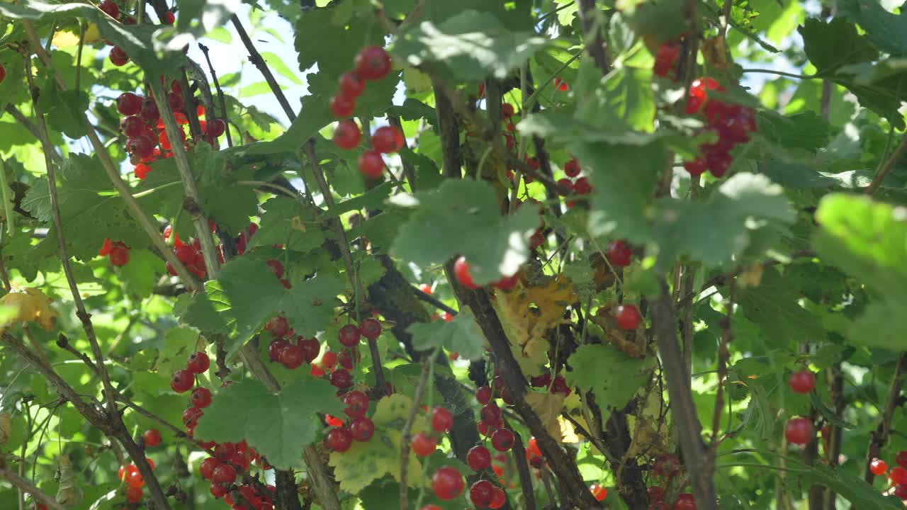 가지 에 어져 있는 은 수박 의 익은 맛 있는 열매