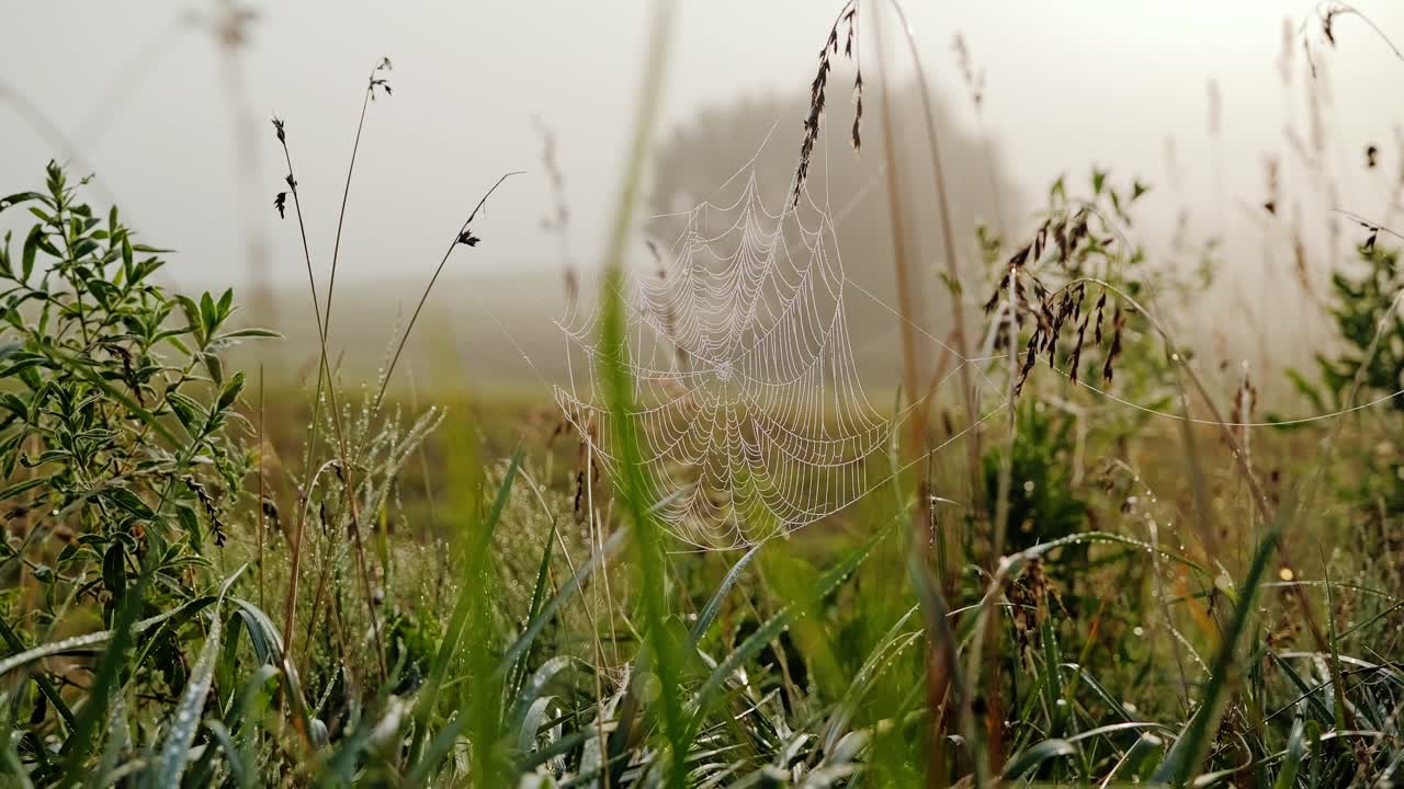 Early fog drapes grassy field as spider web glistens, camera slides gently right