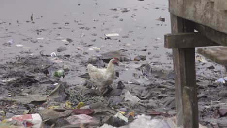 poulet sur les ordures nigeria