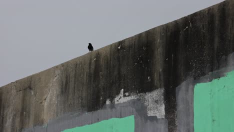 Kleiner-Schwarzer-Vogel,-Der-An-Einem-Bewölkten-Tag-Pirscht