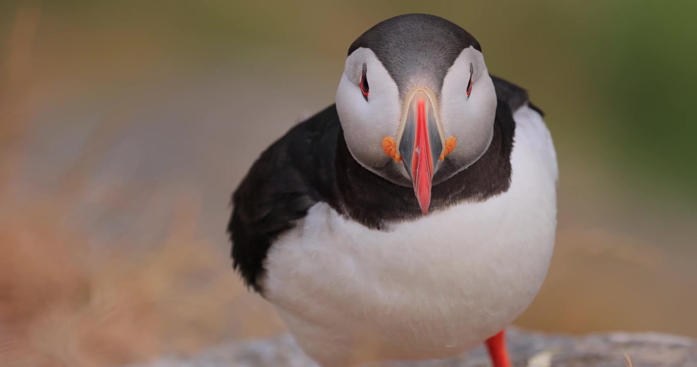 Atlantin lunni (Fratercula arctica) kalliolla Runnen saarella (Norja)