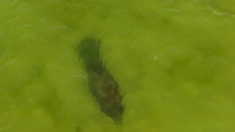 manatee from above in ft myers beach florida