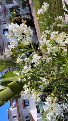 beautiful mediterranean garden with white flowers