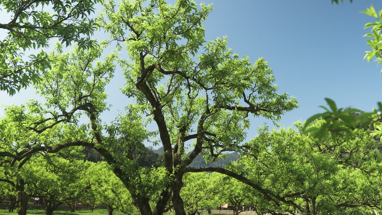 A green plum tree in a spring orchard.
