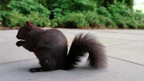 Süßes-Schwarzes-Eichhörnchen,-Das-Nüsse-Im-Hinterhof-Isst