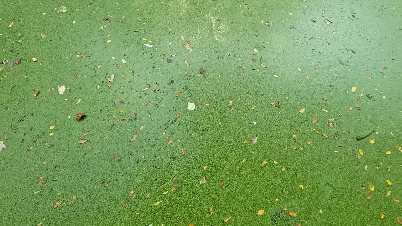 Duckweed floating on water surface in Chonburi, Thailand