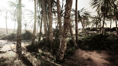 the palms oasis trail is one of many popular hikes in national park