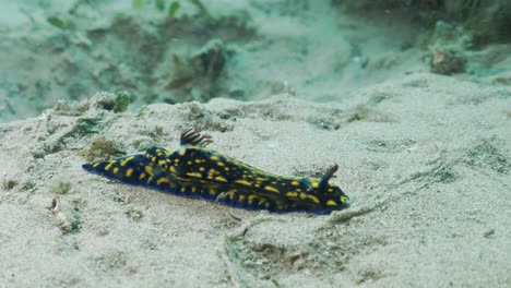 Marine-Nudibranch-Hypseldoris-species-moving-across-the-sand-on-the-bottom-of-the-ocean