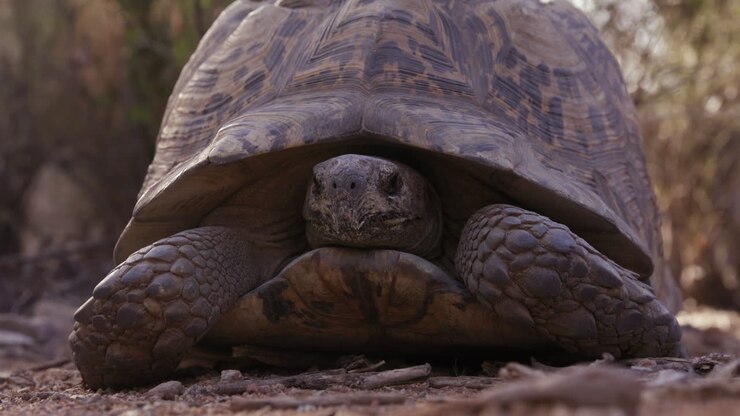 Leopard tortoise with head hidden in shell outside in african nature on sunny morning