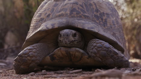 leopard tortoise with head hidden in shell outside in african nature on sunny morning