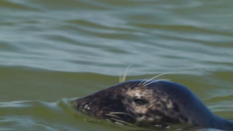 Swimming-seal-close-up,-sea-lion-swimming-on-the-surface-of-water