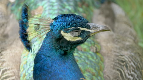 macro close up of tropical peacock resting with closed eyes in wilderness during daytime - prores 4k shot