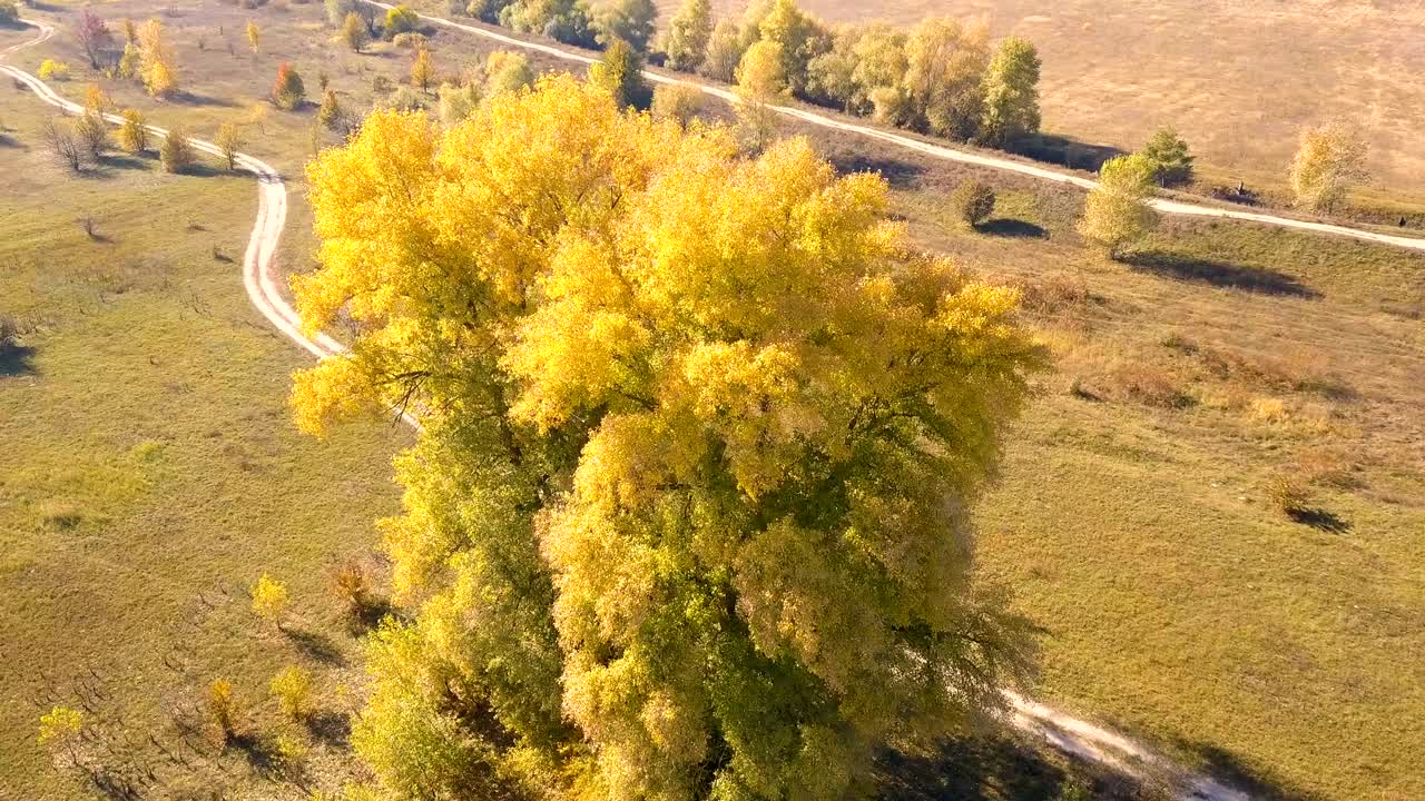 4K  Aerial. Up over yellow trees on  rural field , rear fly