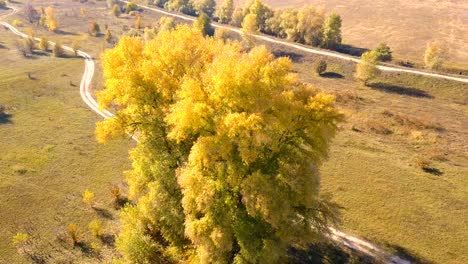4k  aerial. up over yellow trees on  rural field , rear fly