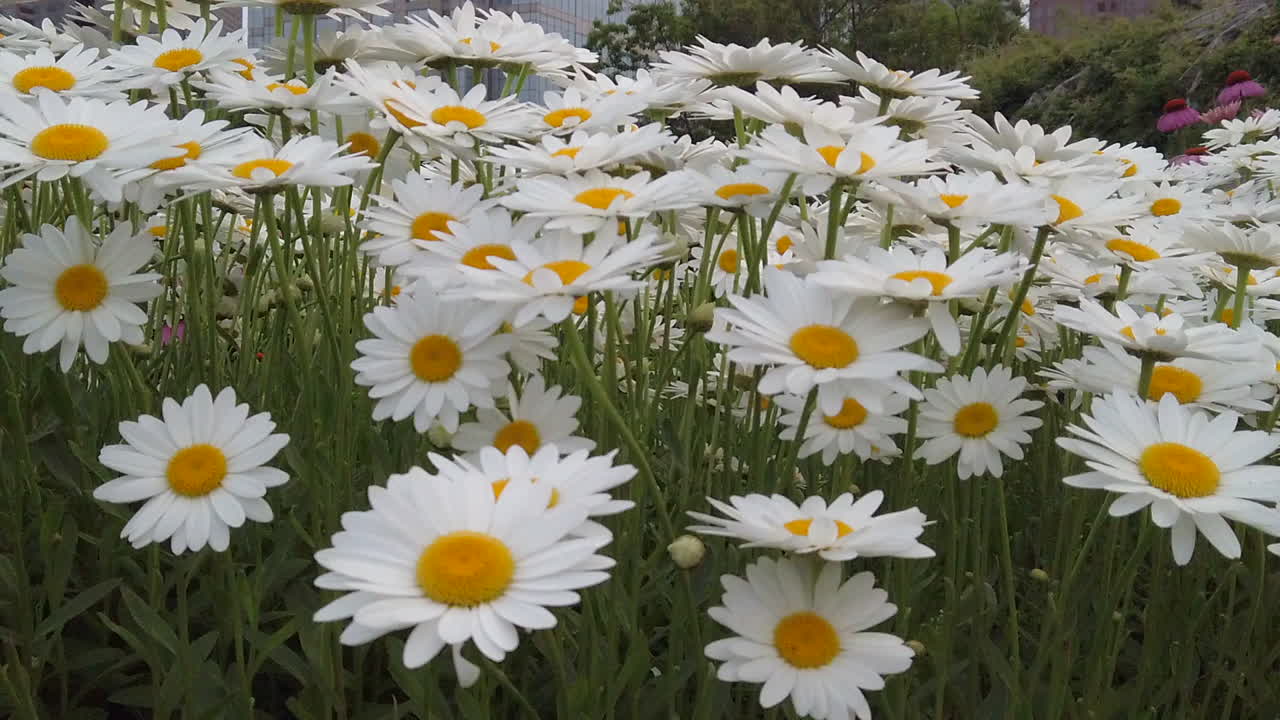 inclinación de cámara lenta de margaritas