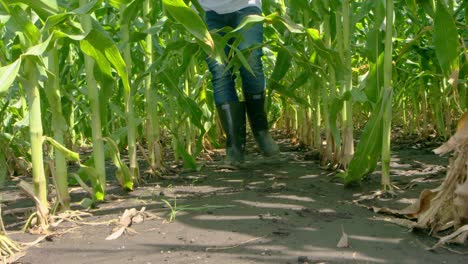 farmer in boots walking through a corn field - south america