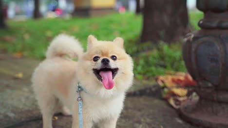 Super-Süßer,-Flauschiger-Pommerscher-Reinrassiger-Hund