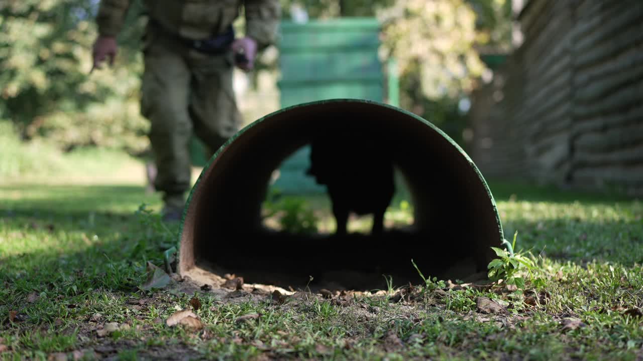 tubería de vista delantera con malinois pasando entrenamiento de obstáculos con experto caucásico cinólogo masculino al aire libre. perro obediente arrastrándose hacia adentro al hombre en un soleado día de primavera de verano al aire abierto. cámara lenta.