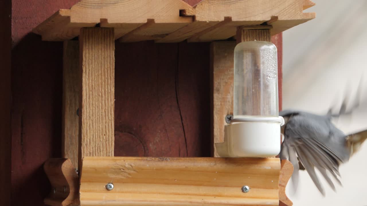 유라시아 견과류는 피더 지붕에서 착륙하고  ⁇ 꽃, 느린 동작을 취합니다.