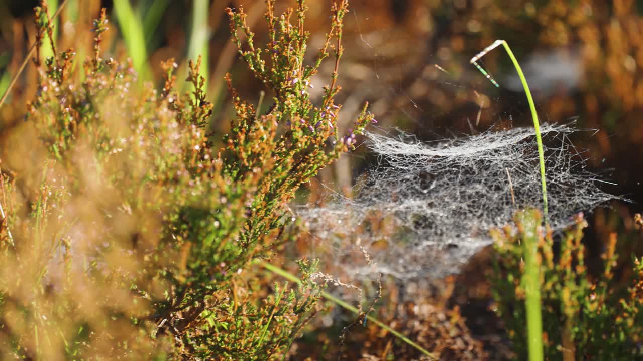 A tangle of wispy cobwebs strewn with morning dew on the forest floor