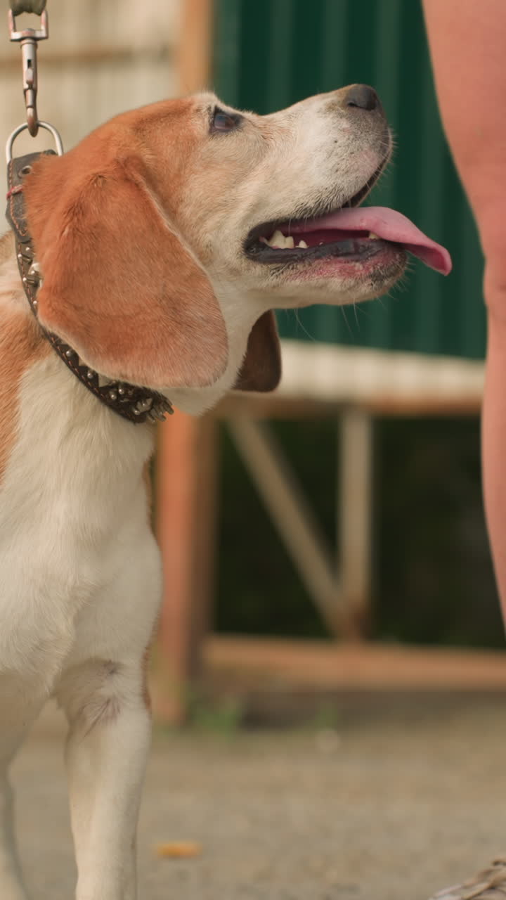 Brown dog standing outdoors beside owner's legs, looking up curiously with tongue out, showing excitement and affection, owner is holding leash, background includes bus stop shelter