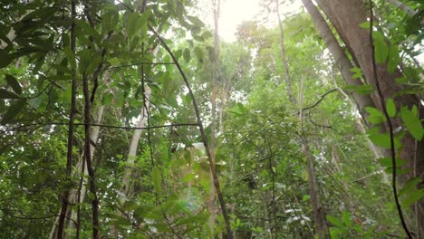 looking up to green tree leaves with sunlight in tropical rainforest