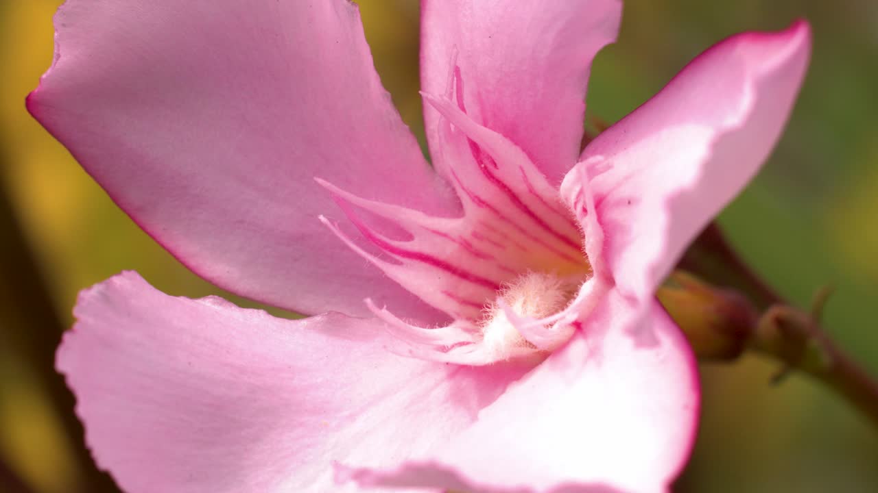 Pink oleander flower sways gently outdoors, soft natural light, shallow depth of field, macro view